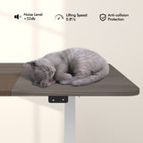 55 Inch Electric Standing Desk Adjustable with Cable Management Hole-Gray